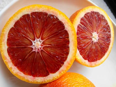 モロ ブラッドオレンジ 苗 育て方 苗木部 By 花ひろばオンライン