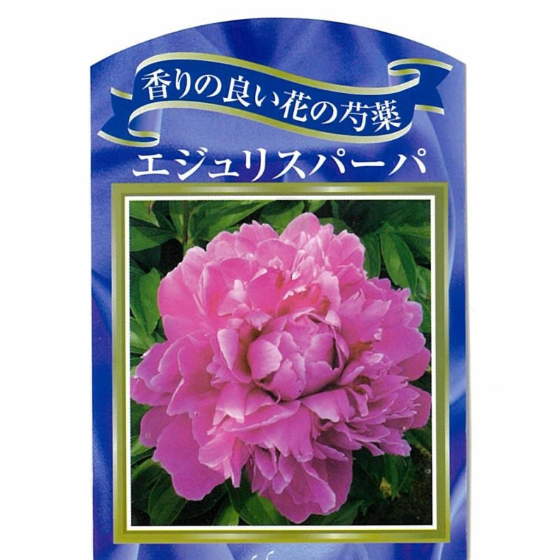 美しい花の画像 これまでで最高の芍薬 ピンク 美しい花の画像 これまでで最高の芍薬 ピンク