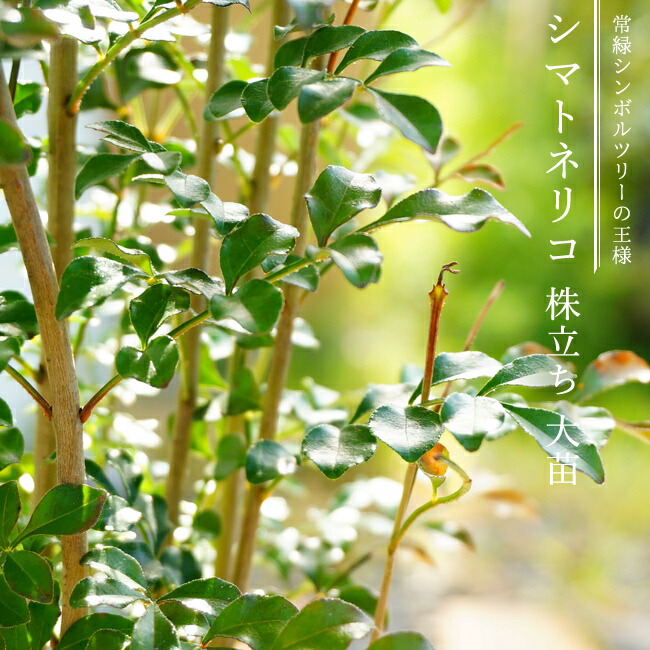 送料無料 シマトネリコ 株立ち大苗 庭木 常緑樹 シンボルツリー 西濃運輸お届け 北海道 沖縄 離島不可 庭木 常緑樹 苗木部 本店 By 花ひろばオンライン