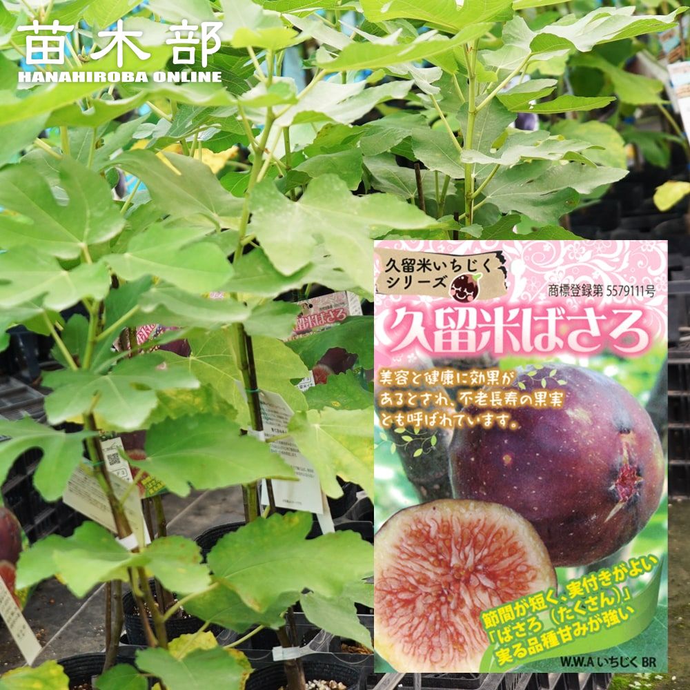 久留米ばさろ 苗 販売 苗木部 By 花ひろばオンライン