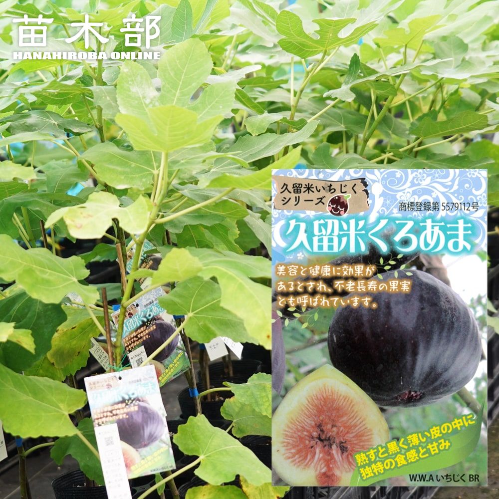 イチジク ドーフィン 夏秋兼用種 苗 通販 苗木部 By 花ひろばオンライン