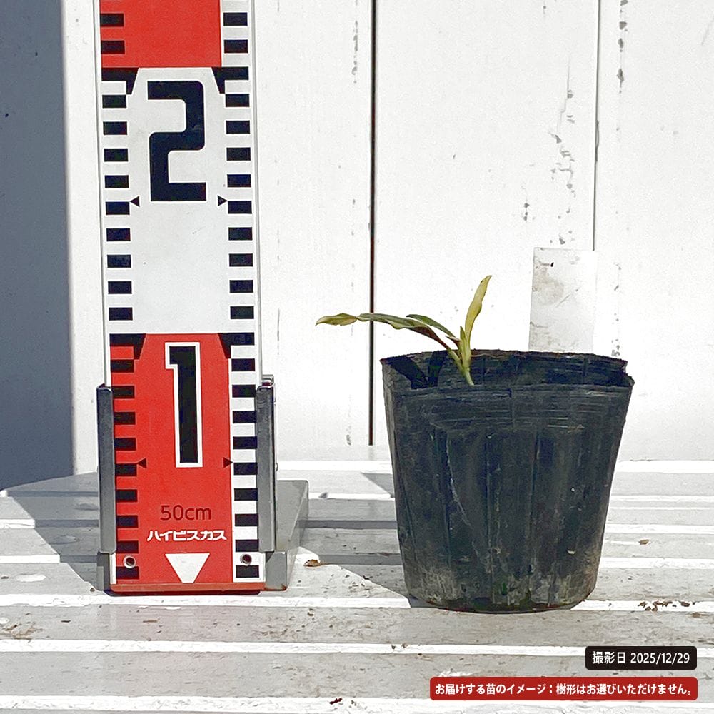 アオキ 長台寺 苗 販売 苗木部 By 花ひろばオンライン