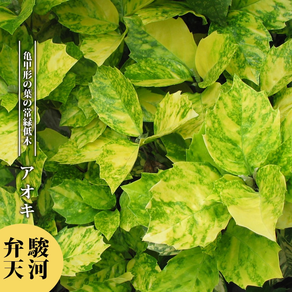 ジューンベリー 大実 バレリーナ ポット苗 落葉樹 シンボルツリー 果樹苗木 果樹苗 苗木部 本店 By 花ひろばオンライン