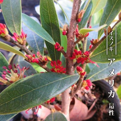 楽天市場】ハケア 【ブックレンタ】 スリット鉢植え : 苗木部