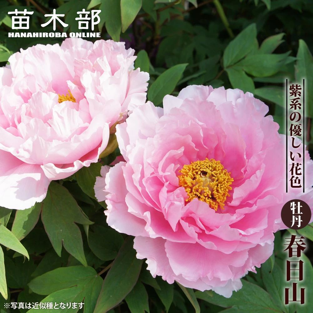 牡丹 春日山 苗 販売 苗木部 By 花ひろばオンライン