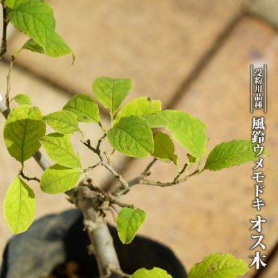 トチノキ 三光斑 苗 販売 苗木部 By 花ひろばオンライン
