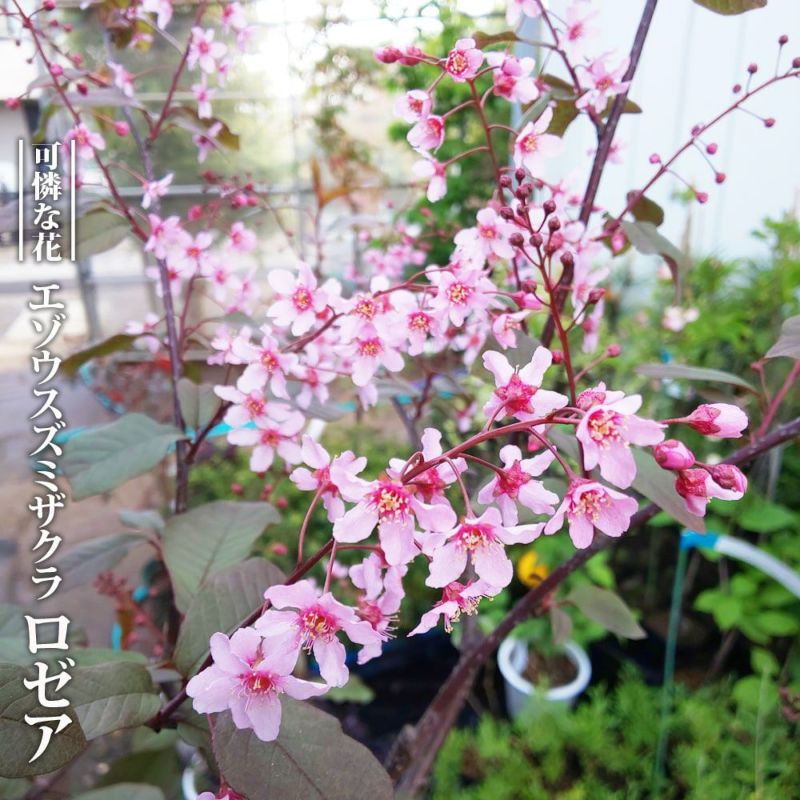 エゾノウワミズサクラ エゾノウワミズザクラ ロゼア 苗 販売 苗木部 By 花ひろばオンライン