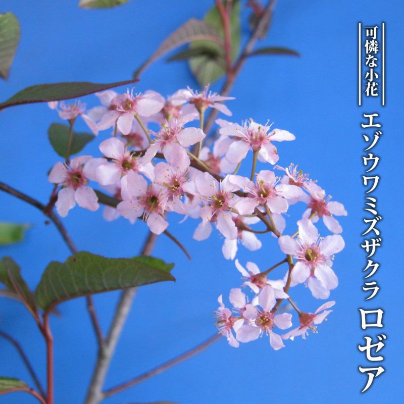 エゾノウワミズサクラ 000000049666-02-l.jpg?t=
