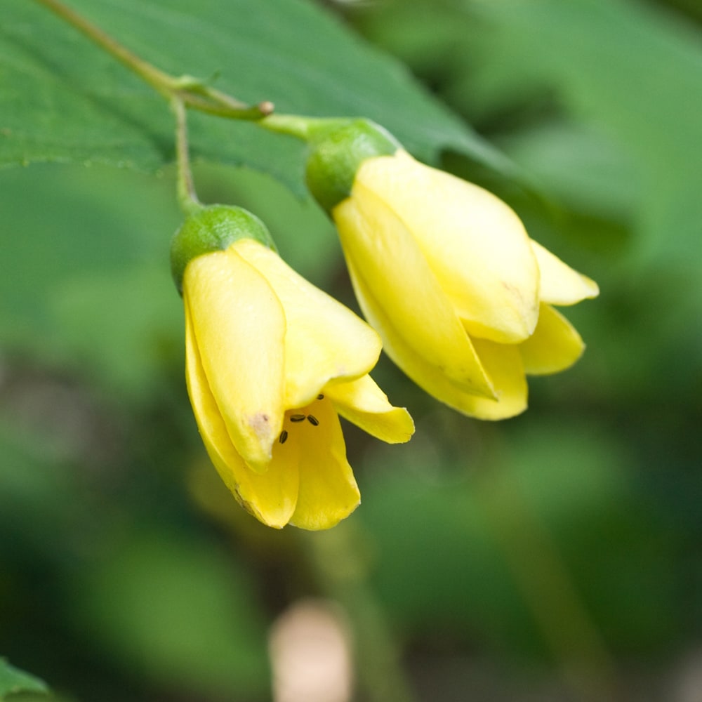 キレンゲショウマ ポット苗 宿根草の販売 苗木部 By 花ひろばオンライン