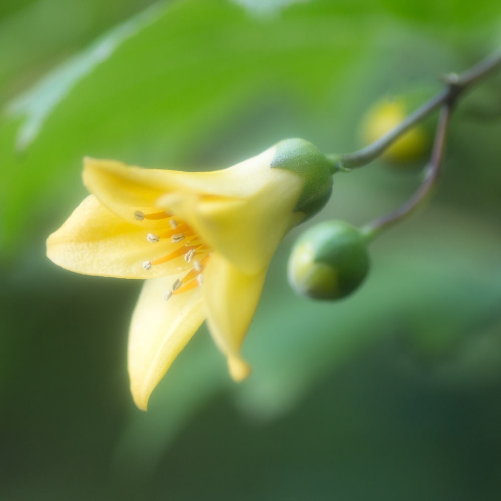 キレンゲショウマ ポット苗 宿根草の販売 苗木部 By 花ひろばオンライン