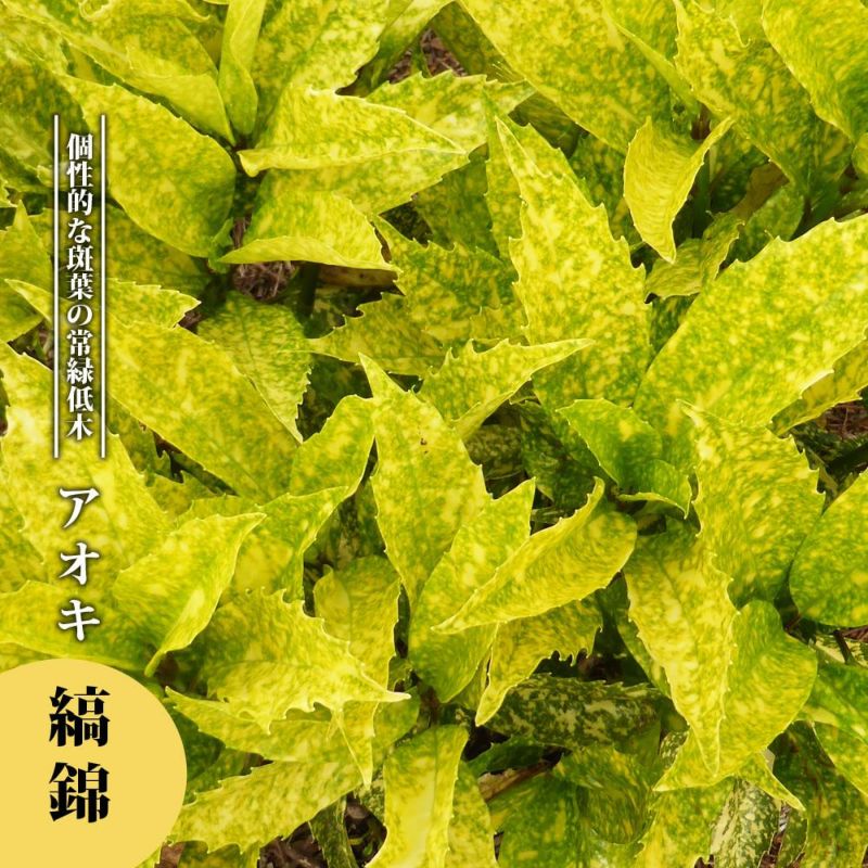Sarga Orias 挿木苗 【親木結実確認済】 Sarga Orias 挿木苗 【親木結実確認済】 苗木・植木