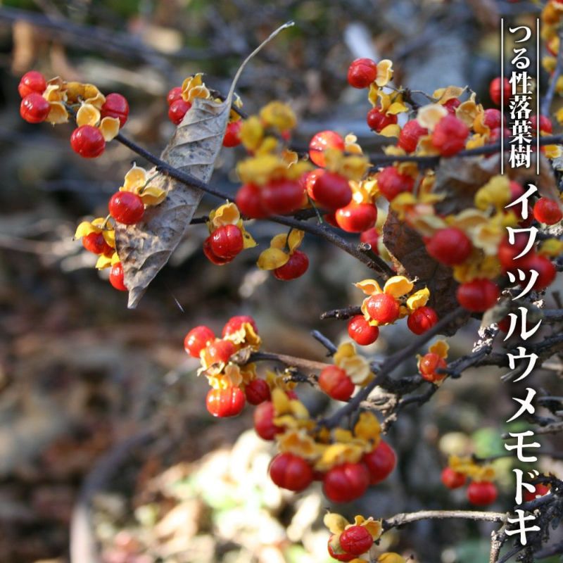 超希少 珍品 古木感抜群 岩つる梅もどき イワツルウメモドキ 岩蔓梅擬 迫力ある石付き仕立て 持込の中品（貴風）盆栽 樹高34センチ｜盆栽