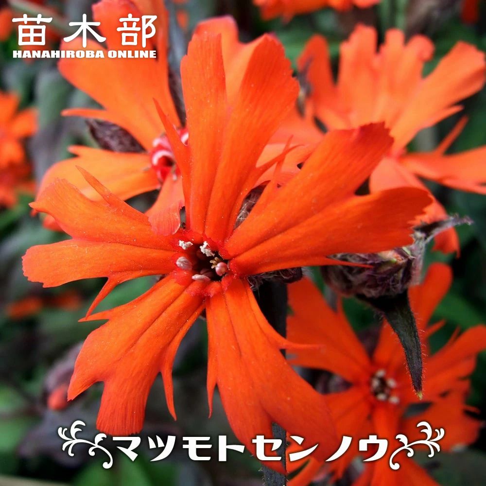 マツモトセンノウ 宿根草の販売 多年草 苗木部 By 花ひろばオンライン