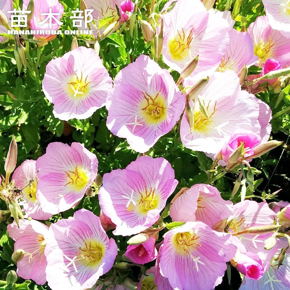 宿根草 エノテラ スペシオーサ 苗の通販 苗木部 By 花ひろばオンライン