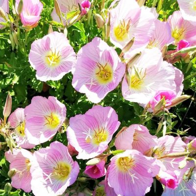 宿根草 エノテラ スペシオーサ 苗の通販 苗木部 By 花ひろばオンライン