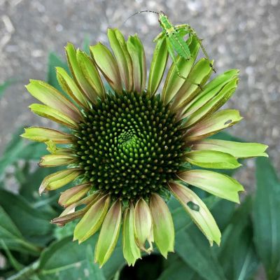 ニューサイラン パープレア 苗 販売 苗木部 By 花ひろばオンライン