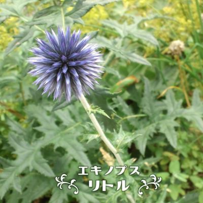 カンパニュラ ラプンクロイデス 苗 販売 苗木部 By 花ひろばオンライン カンパニュラ ラプンクロイデス 苗 販売 苗木部 By 花ひろばオンライン