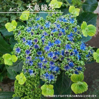 クリスマスローズ プチドール結3号ポット苗 苗木部ｂｙ花ひろばオンライン