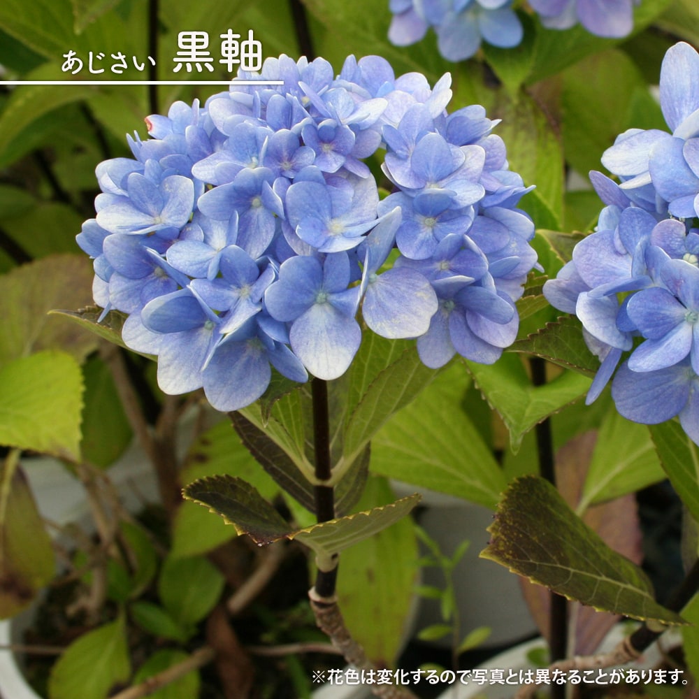 アジサイ アナベル 苗 販売 苗木部 By 花ひろばオンライン