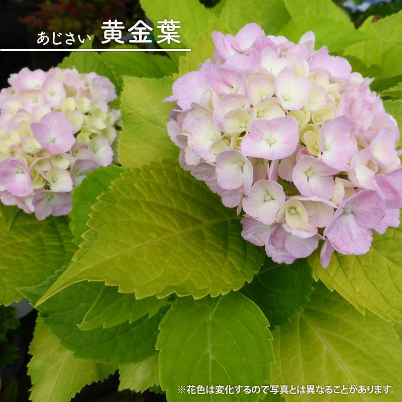 ハナヒロバリュー アジサイ 黄金葉 3 5号ポット苗 苗木部 本店 By 花ひろばオンライン ハナヒロバリュー アジサイ 黄金葉 3 5号ポット苗 苗木部 本店 By 花ひろばオンライン
