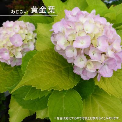 アジサイ 苗木部 本店 By 花ひろばオンライン