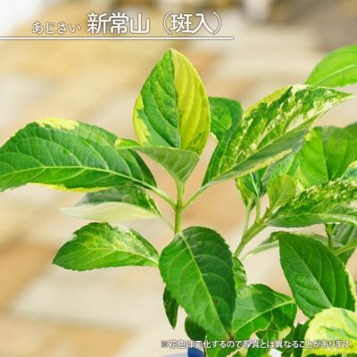 常山アジサイ 新常山 斑入り 苗 販売 苗木部 By 花ひろばオンライン 常山アジサイ 新常山 斑入り 苗 販売 苗木部 By 花ひろばオンライン