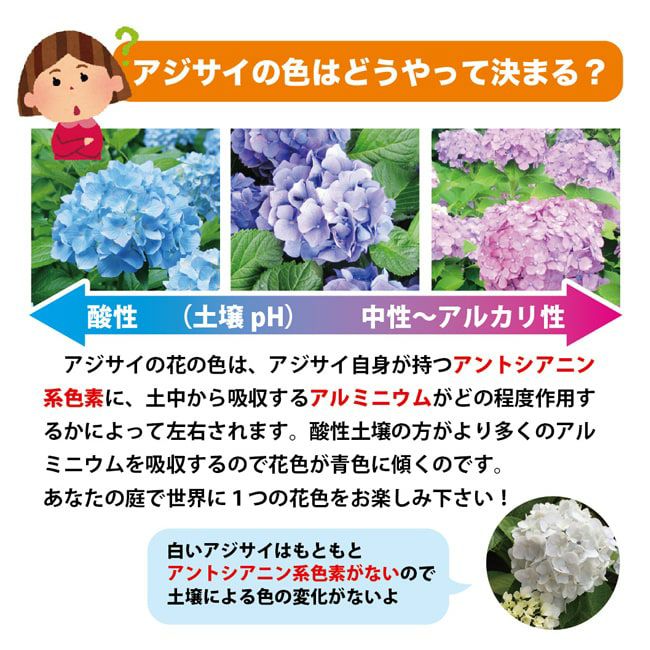 常山アジサイ 新常山 斑入り 苗 販売 苗木部 By 花ひろばオンライン