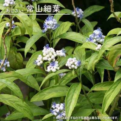 芍薬 かぐや姫 シャクヤク 苗 巨大輪咲き品種 香りある 薄いピンク色