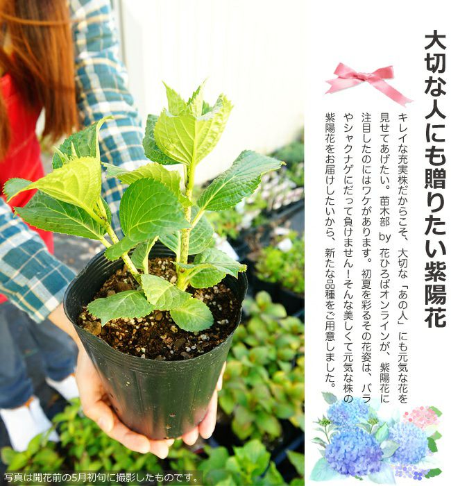 半手まり咲紫陽花挿木苗 花付 ネコポス発送 Www Limmsa Com