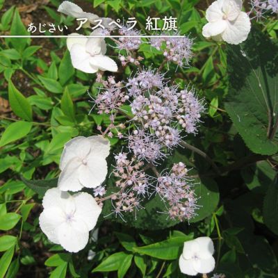 アジサイ ジャンボアナベル 苗 販売 苗木部 By 花ひろばオンライン アジサイ ジャンボアナベル 苗 販売 苗木部 By 花ひろばオンライン