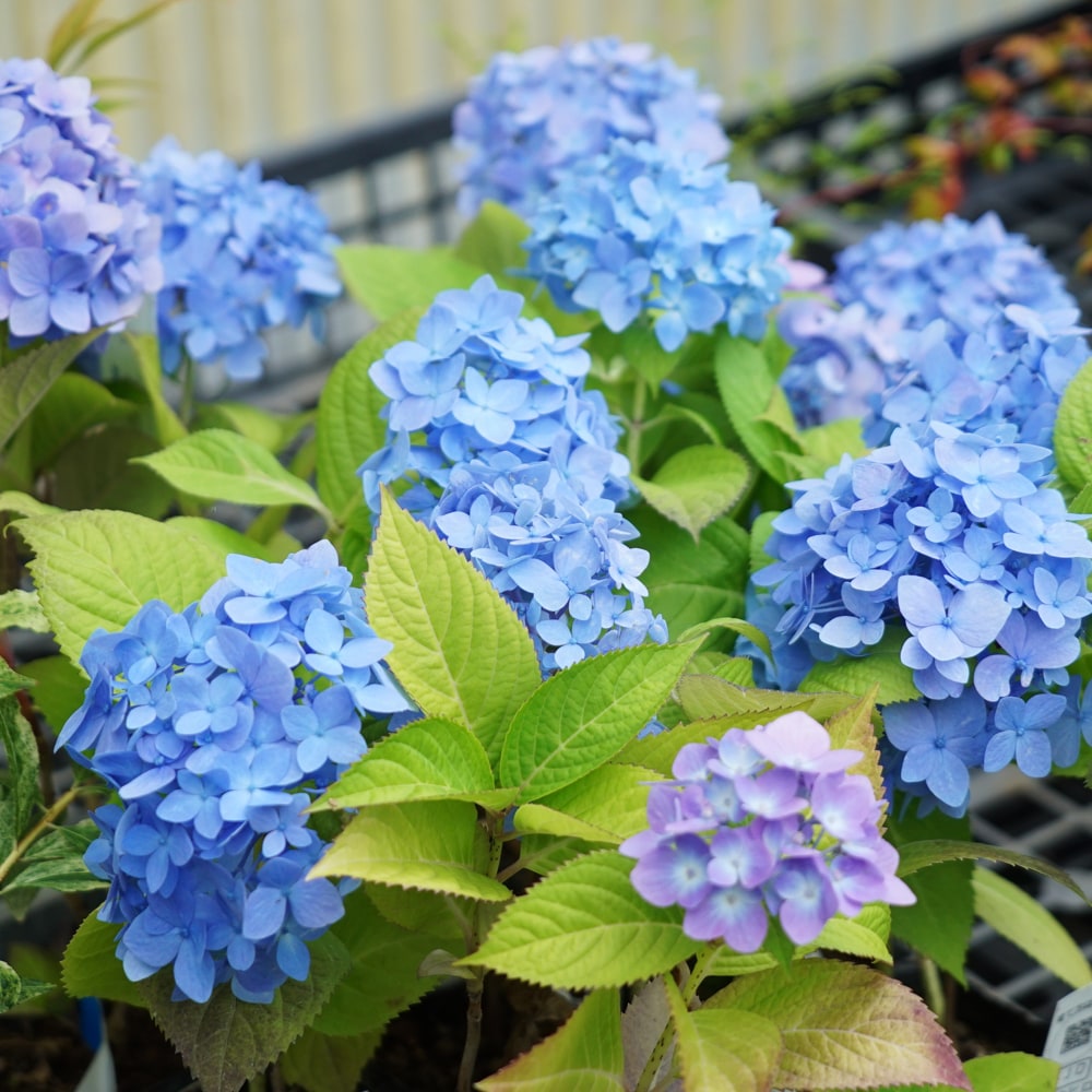 ヒメアジサイ 安行四季咲 苗 販売 苗木部 By 花ひろばオンライン