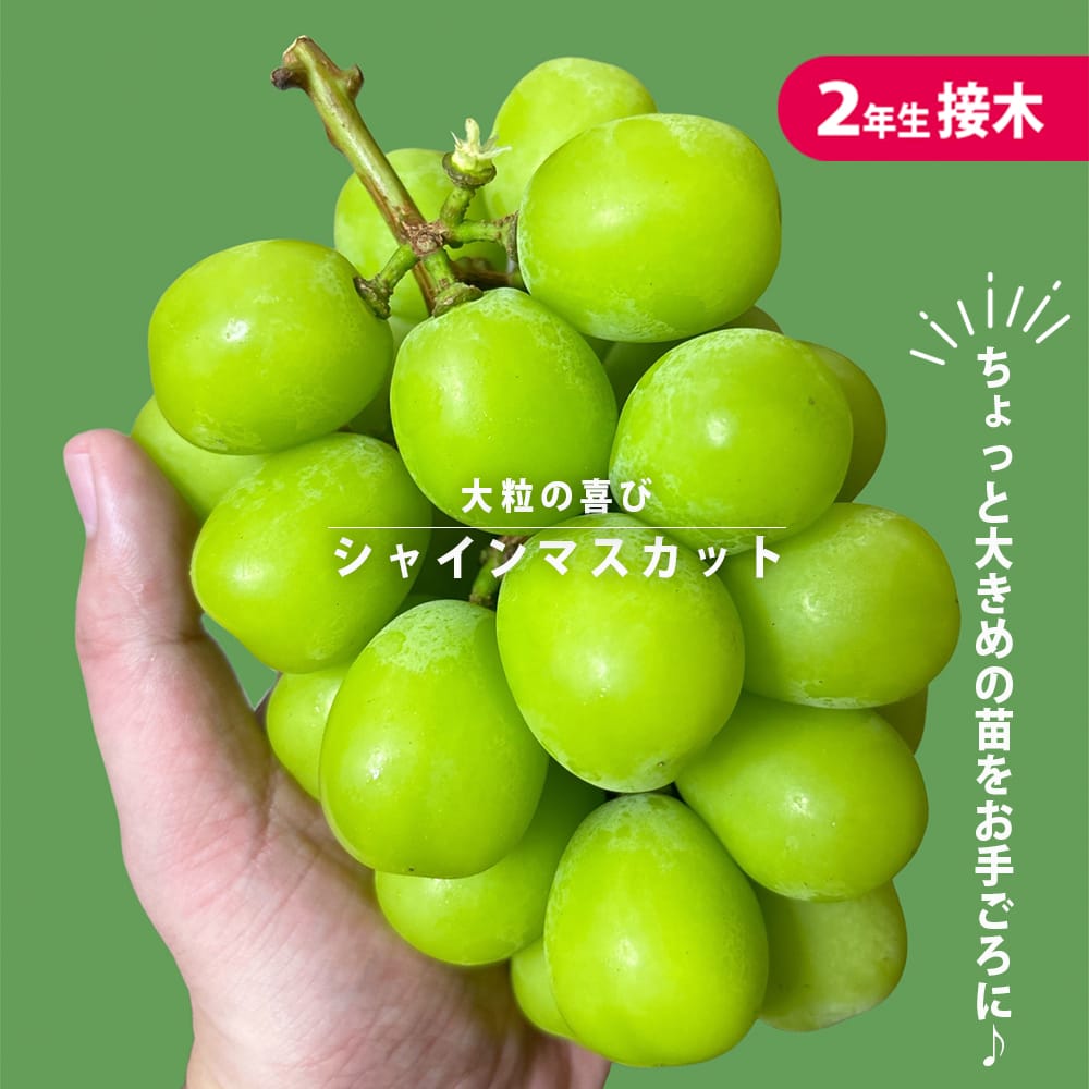 ホワイト・カカオ/モキャンボ/マカンボ 苗 （5年苗華北山椒カホクサン 