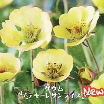 ゲウム マイタイ 宿根草 多年草 苗の販売 苗木部 By 花ひろばオンライン ゲウム マイタイ 宿根草 多年草 苗の販売 苗木部 By 花ひろばオンライン