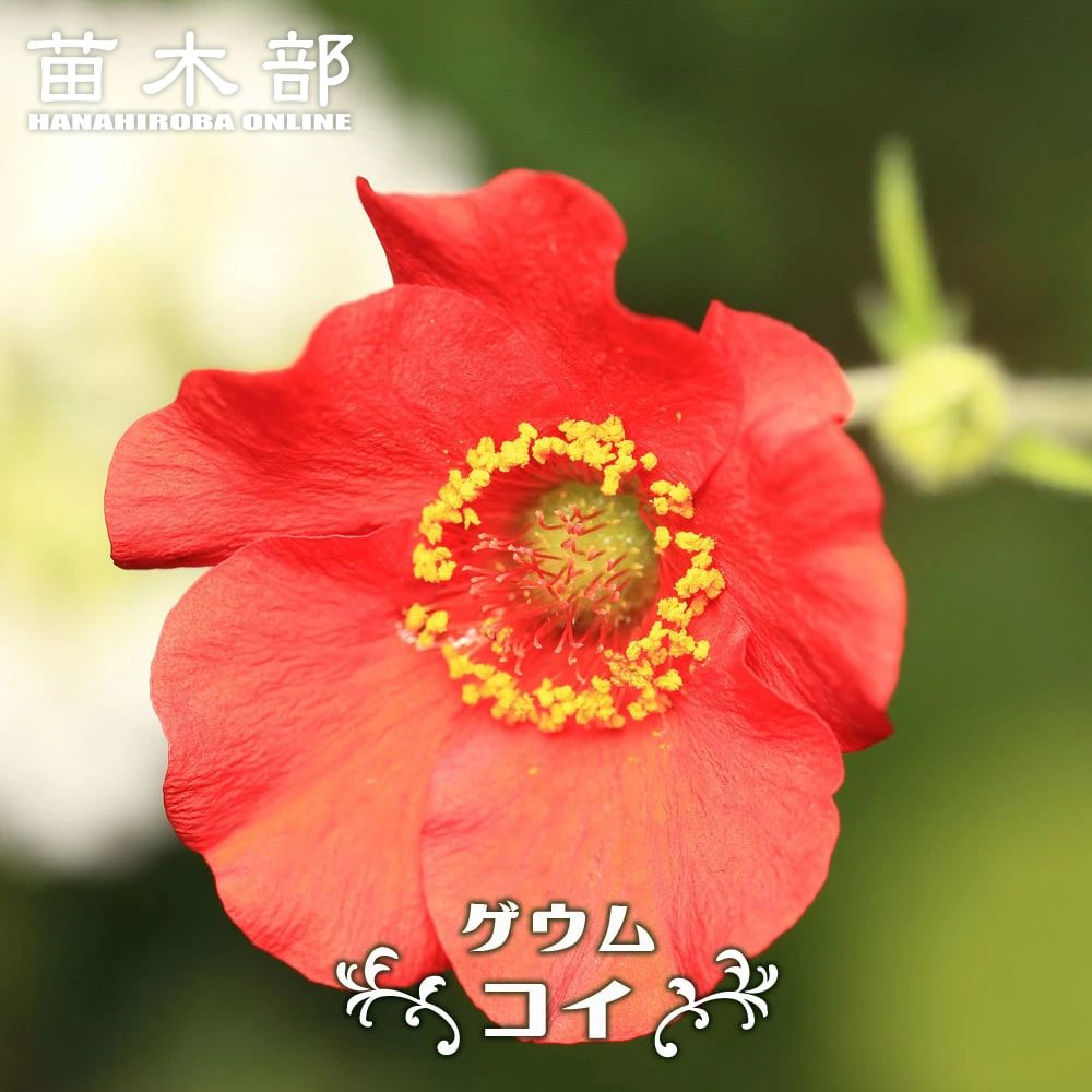 オレンジ 苗木部 本店 By 花ひろばオンライン