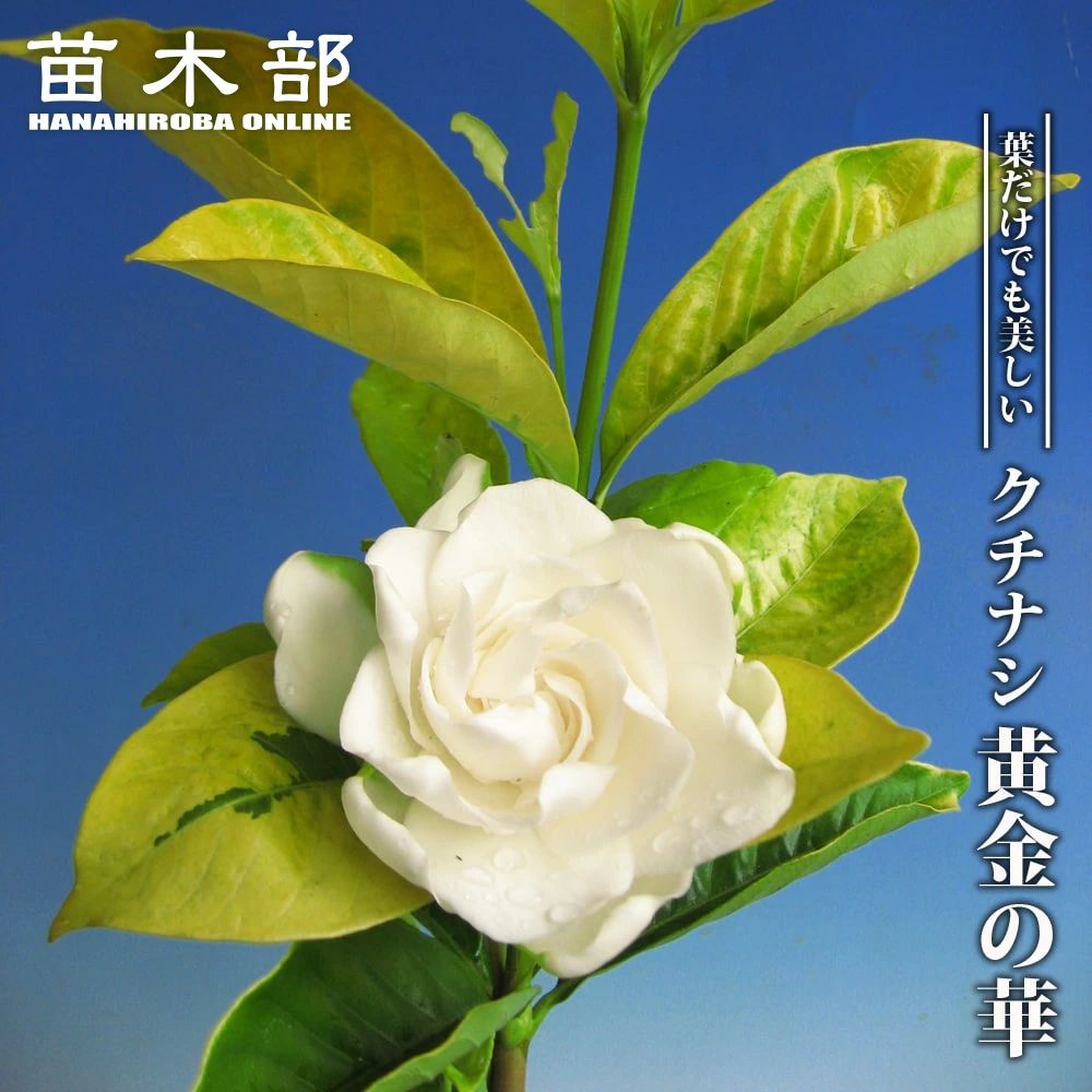 クチナシ 黄金の華 苗 販売 苗木部 By 花ひろばオンライン