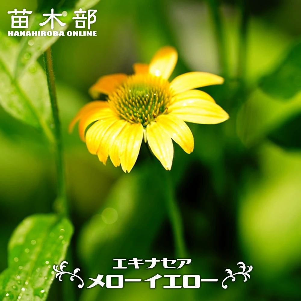 エキナセア メローイエロー 苗 販売 苗木部 By 花ひろばオンライン