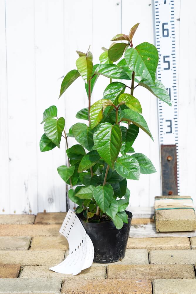 ハクサンボク 樹高H1.4m hakusannboku.jpg