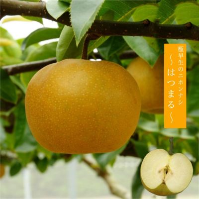 梨 赤ナシ あきづき 苗 販売 苗木部 By 花ひろばオンライン 梨 赤ナシ あきづき 苗 販売 苗木部 By 花ひろばオンライン