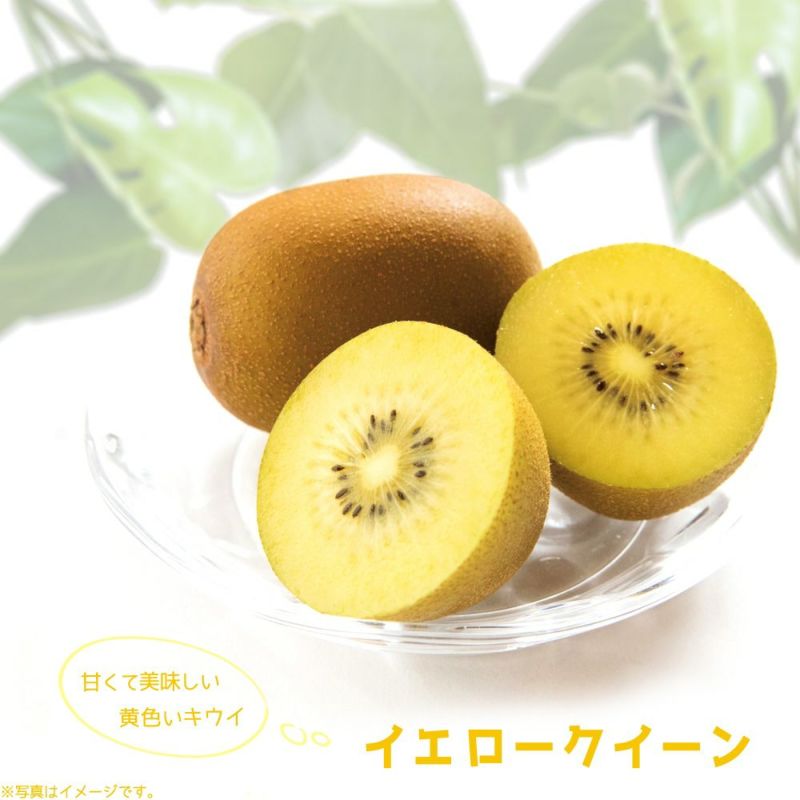 1本で実のなるキウイフルーツ ニューエメラルド苗木 - 野菜