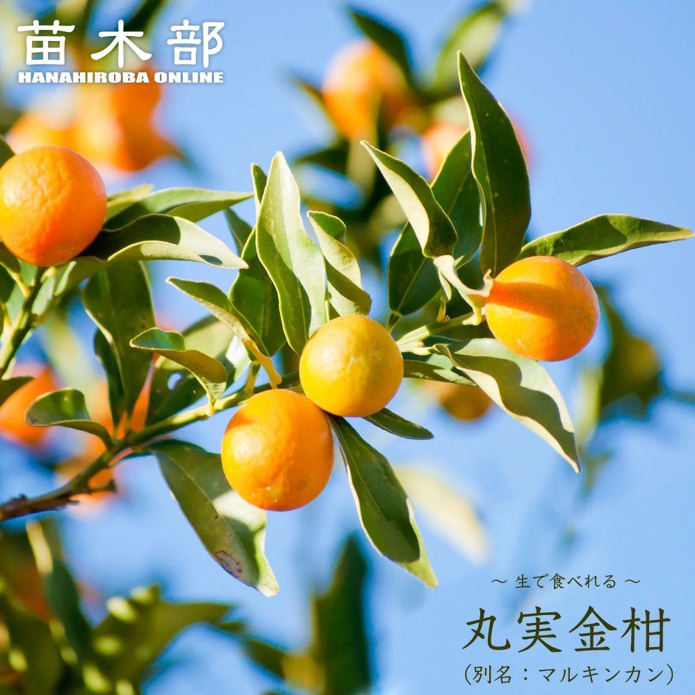 柑橘 キンカン 丸実金柑 （まるみきんかん） 苗 販売 苗木部 By 花 