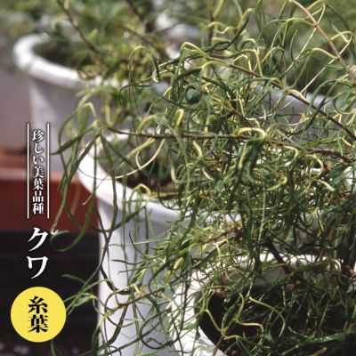 桑 クワ 一之瀬の地中ポット苗[三年生苗] - 果樹苗・大苗・苗木
