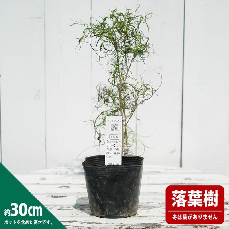1ポット)コシアブラ 9〜10.5cmポット苗 樹高30〜50cｍ 山菜苗 漉油