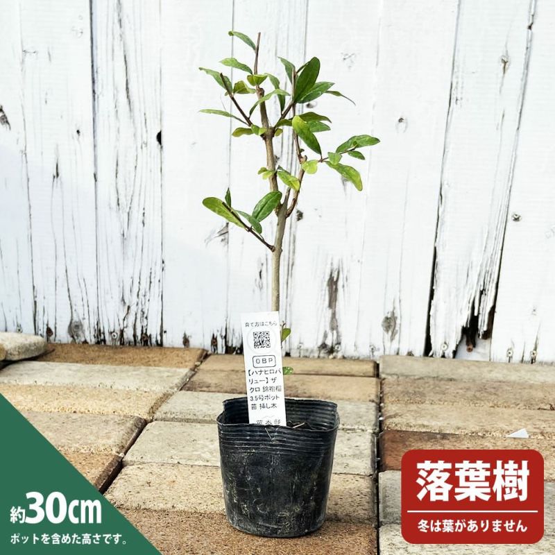 000000049904-03-l.jpg?t=