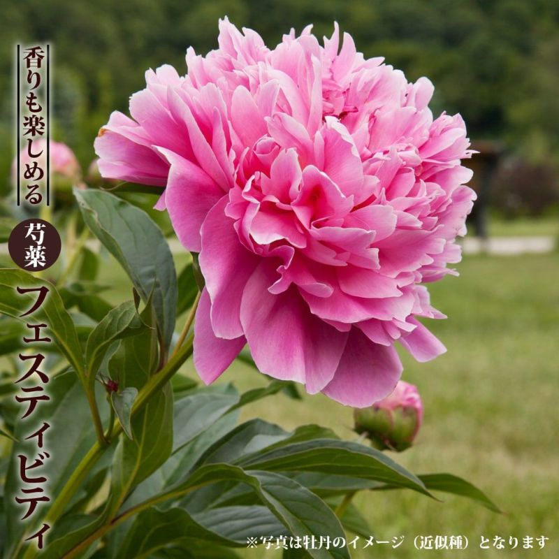 美しい花の画像 これまでで最高の芍薬 ピンク