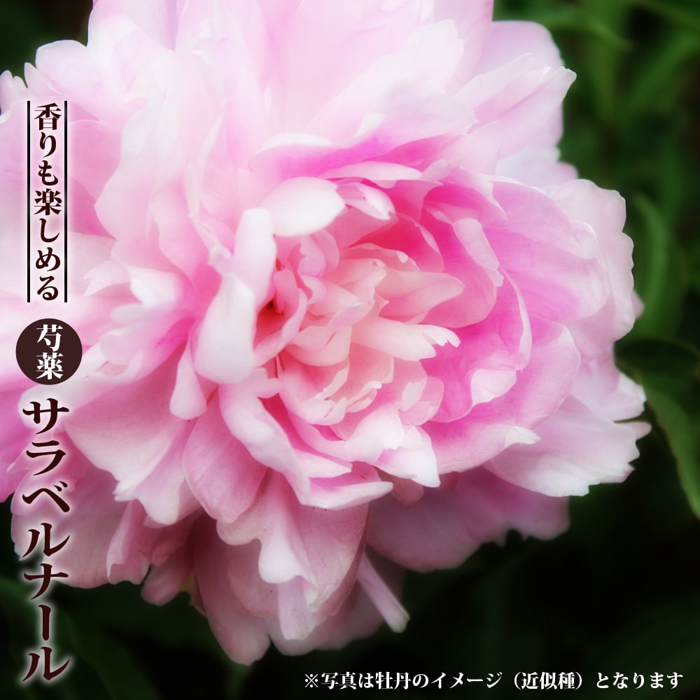 芍薬 西洋シャクヤク サラベルナール 苗 販売 苗木部 By 花ひろば 