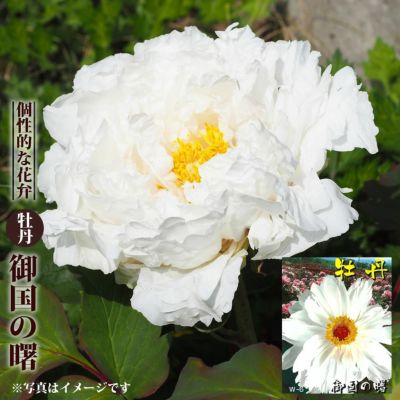 牡丹】 (白色) 明石潟(あかしがた) 2年生 6号スリット苗 ぼたん 牡丹】 (白色) 明石潟(あかしがた) 2年生 6号スリット苗 ぼたん