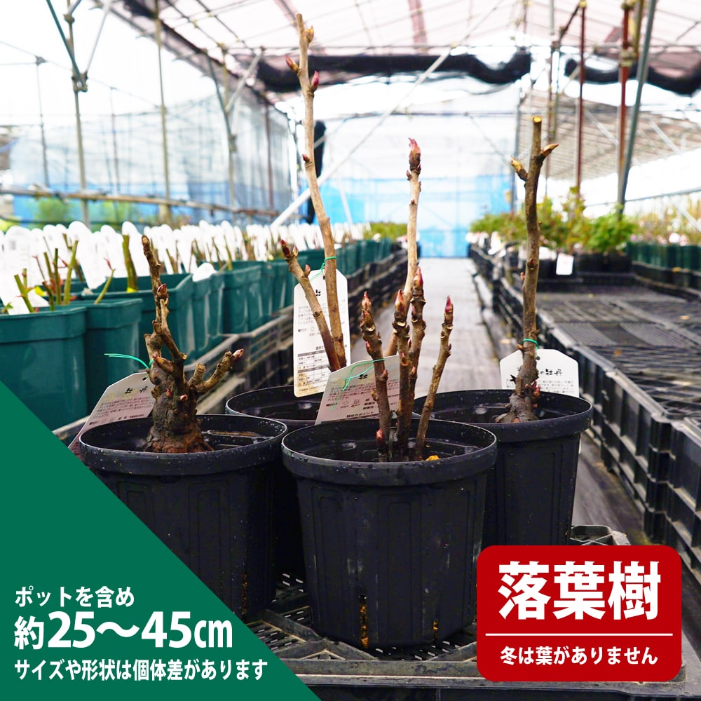 牡丹 苗木 牡丹 御国の曙 苗 販売 苗木部 By 花ひろばオンライン