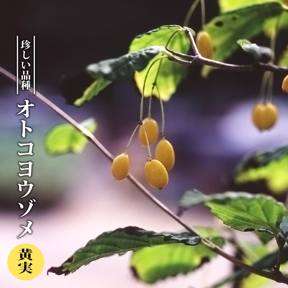 オトコヨウゾメ【現品発送】管理70918 オトコヨウゾメ【現品発送】管理70918