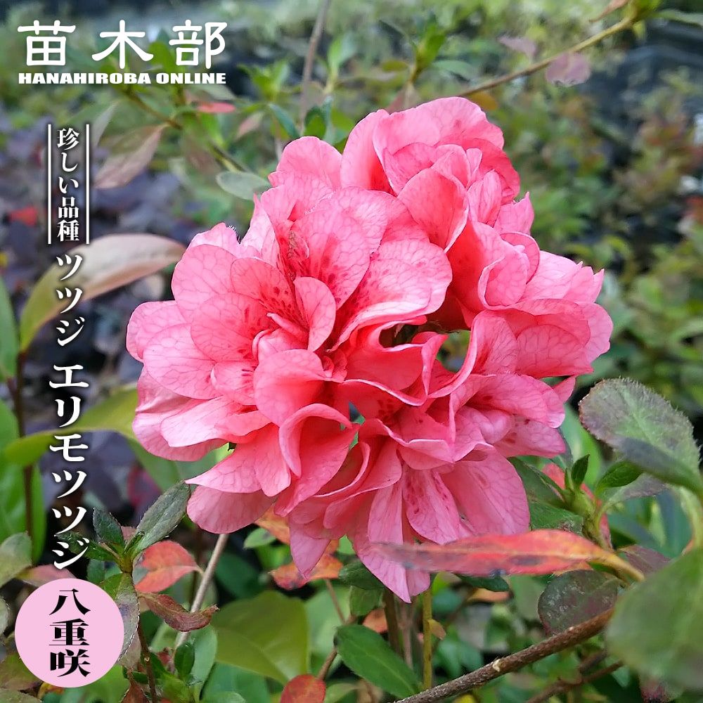 ツツジ エリモツツジ 八重咲 3 5号ポット苗 ハナヒロバリュー 苗木部 本店 By 花ひろばオンライン