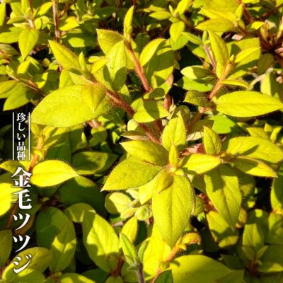 ツツジ 白ドウダン 苗 販売 苗木部 By 花ひろばオンライン